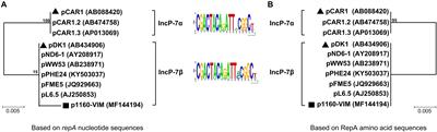 Genetic Characterization of a blaVIM–24-Carrying IncP-7β Plasmid p1160-VIM and a blaVIM–4-Harboring Integrative and Conjugative Element Tn6413 From Clinical Pseudomonas aeruginosa